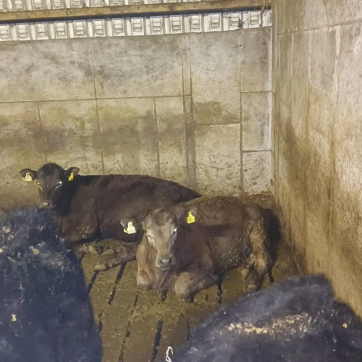 Angus X Heifers for sale at mid Kerry mart - Image 2