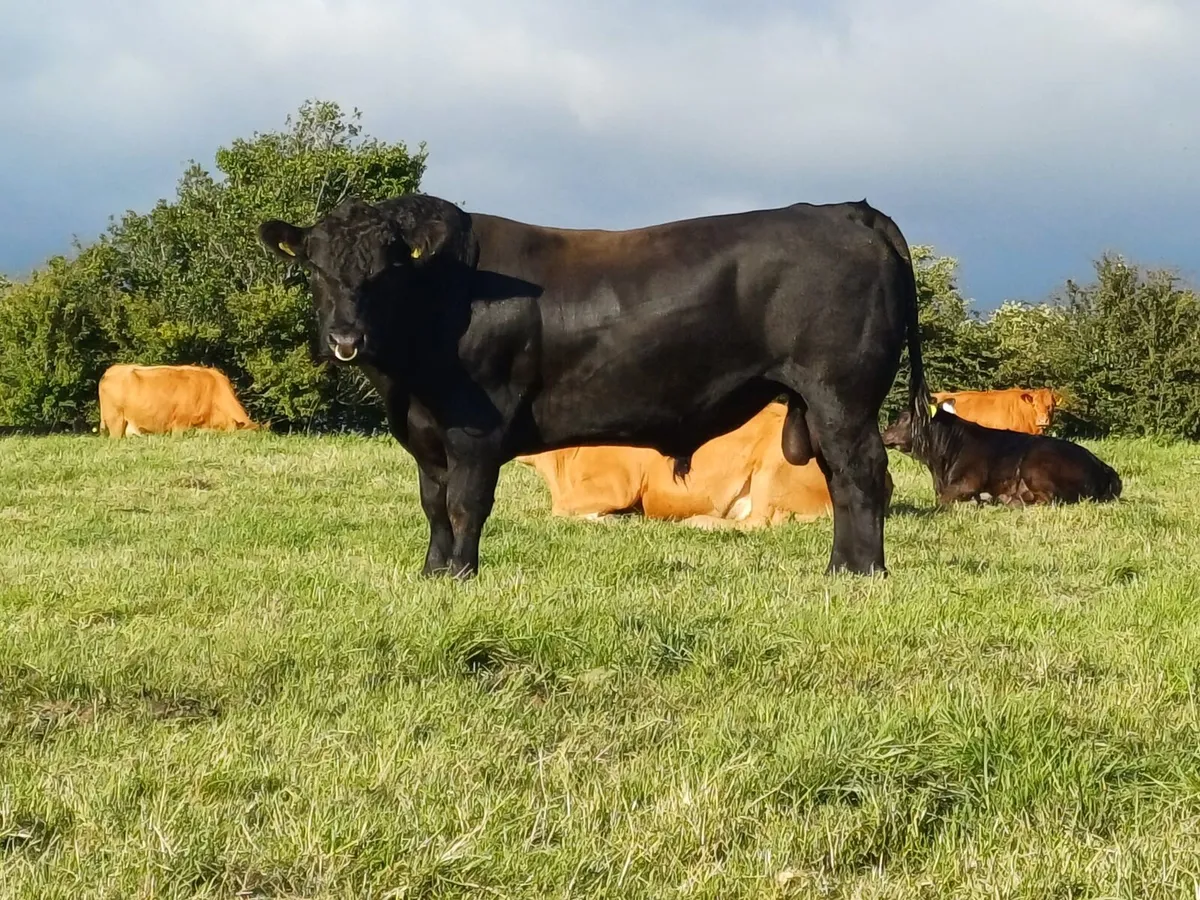 PBR Angus bull - Image 2