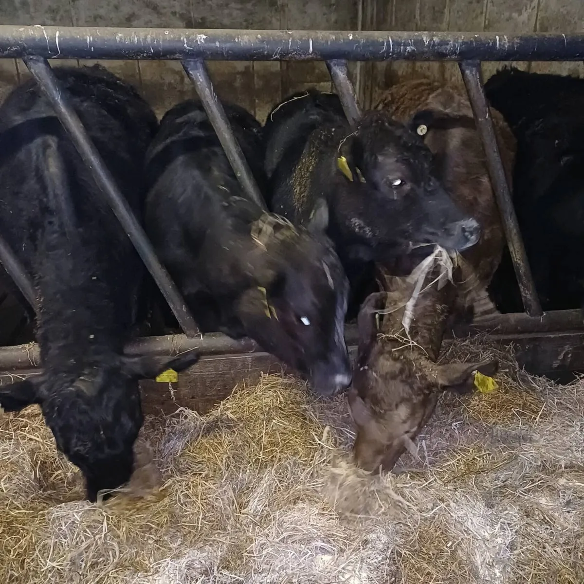 Angus X Heifers for sale at mid Kerry mart - Image 3