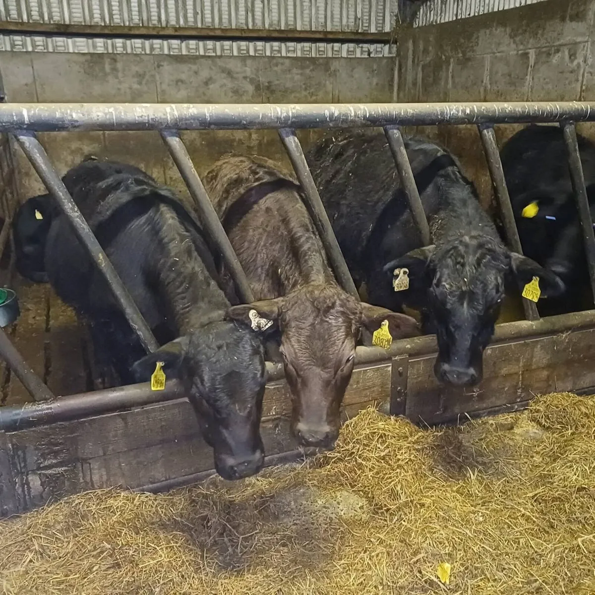 Angus X Heifers for sale at mid Kerry mart - Image 4