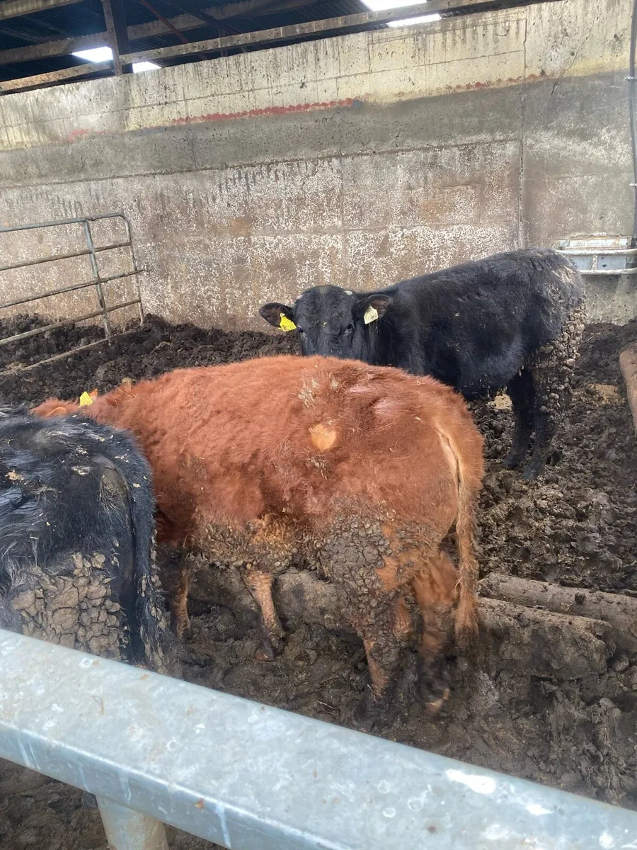 BB8019 red heifer weanling - Image 4