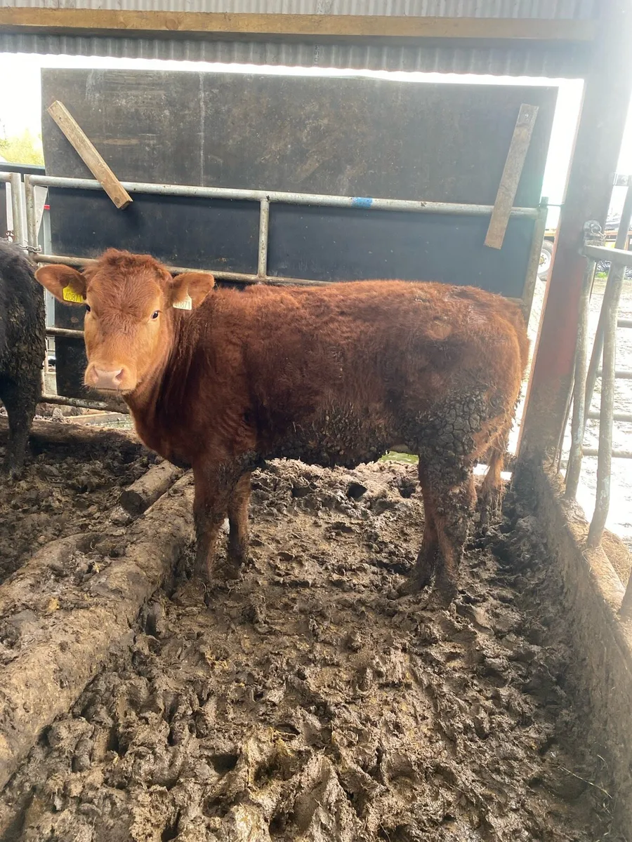 BB8019 red heifer weanling - Image 1