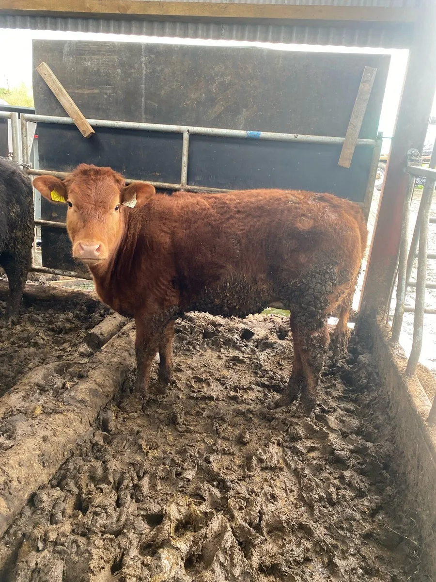 BB8019 red heifer weanling - Image 2