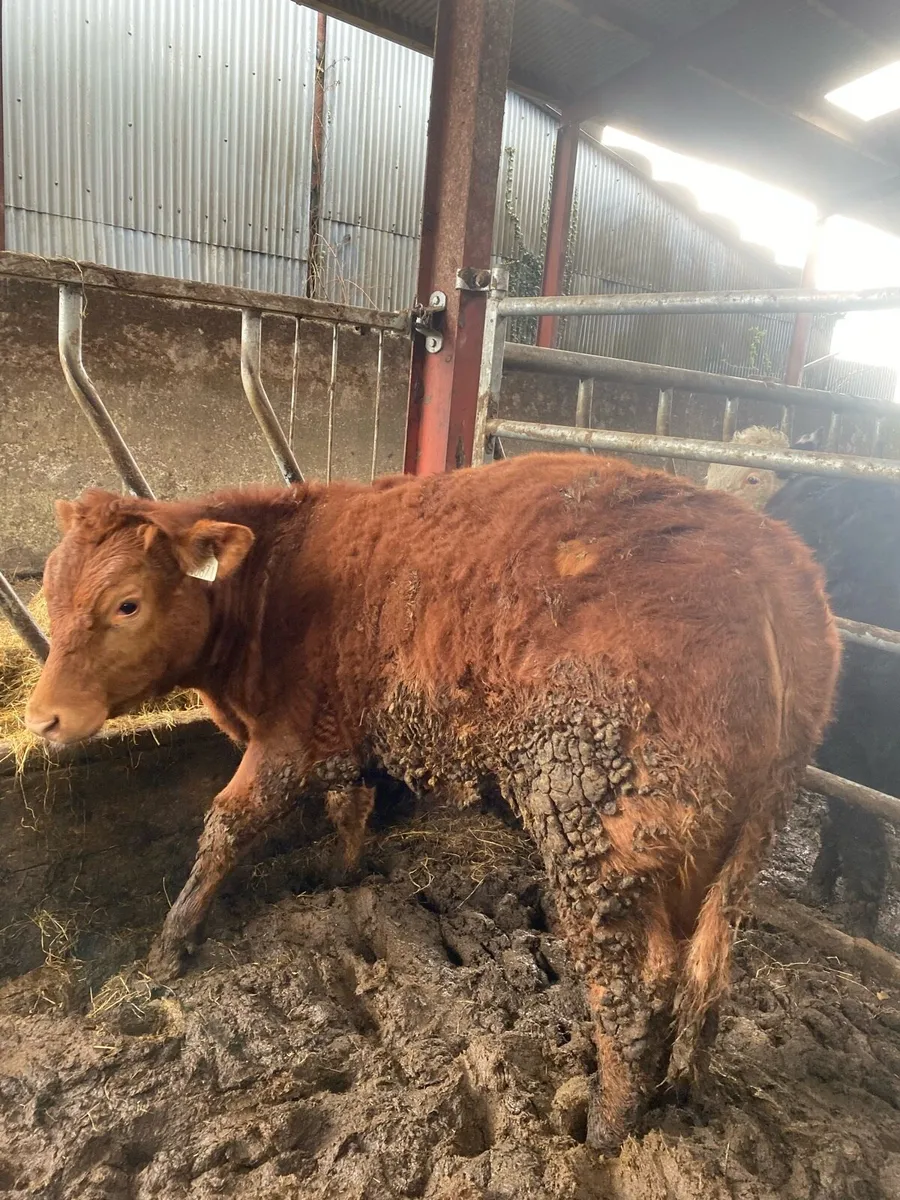BB8019 red heifer weanling - Image 3