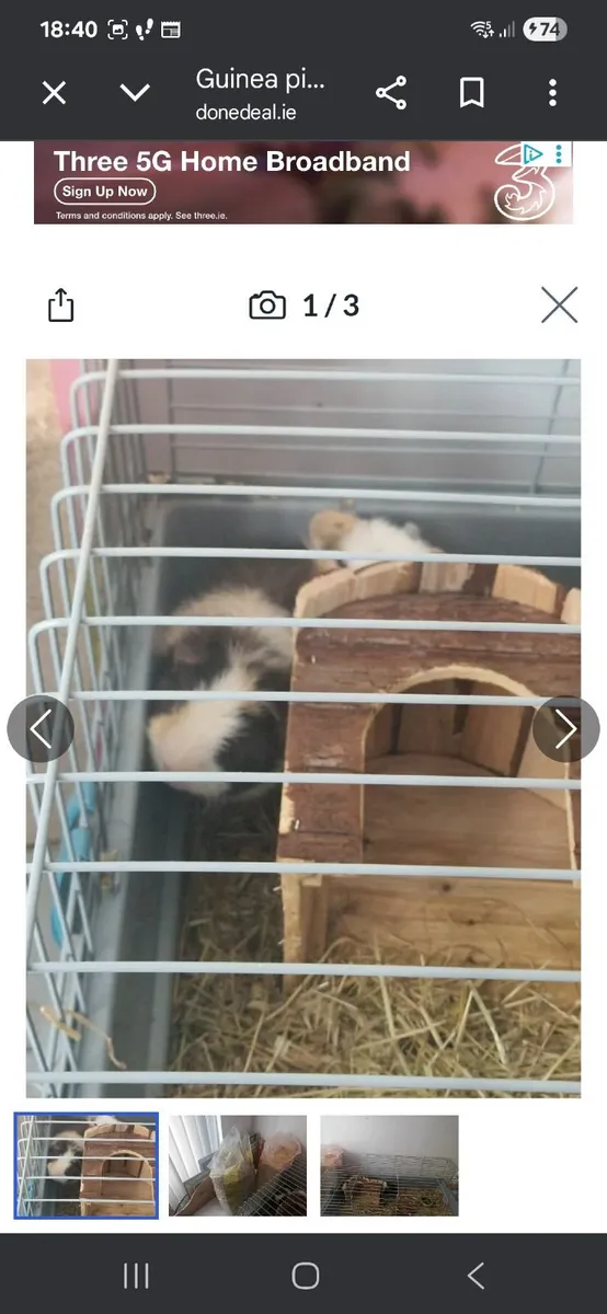 Guinea pigs for sale 8 months old - Image 1