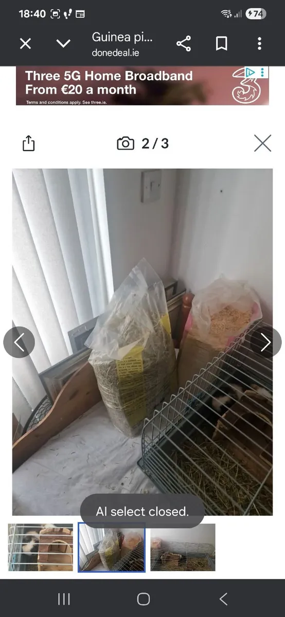 Guinea pigs for sale 8 months old - Image 2