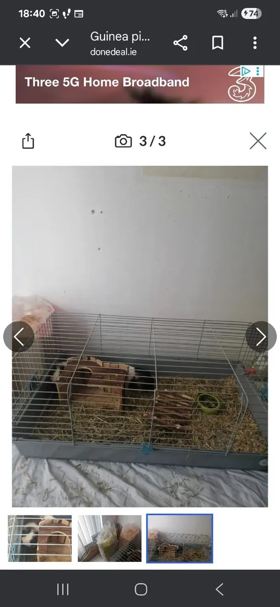 Guinea pigs for sale 8 months old - Image 3