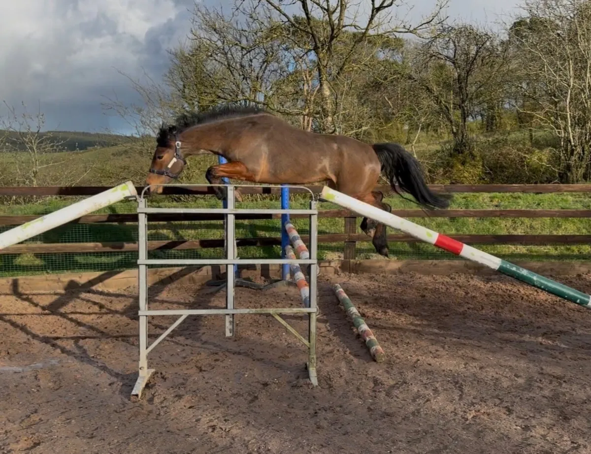 Potential top 138cm Connemara gelding - Image 3
