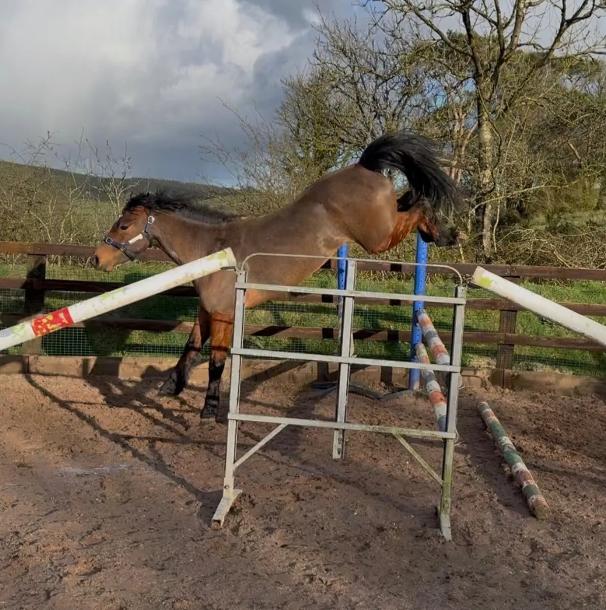 Potential top 138cm Connemara gelding - Image 4