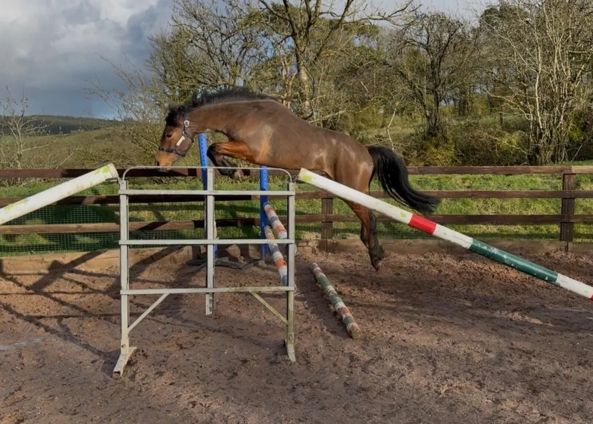 Potential top 138cm Connemara gelding - Image 1