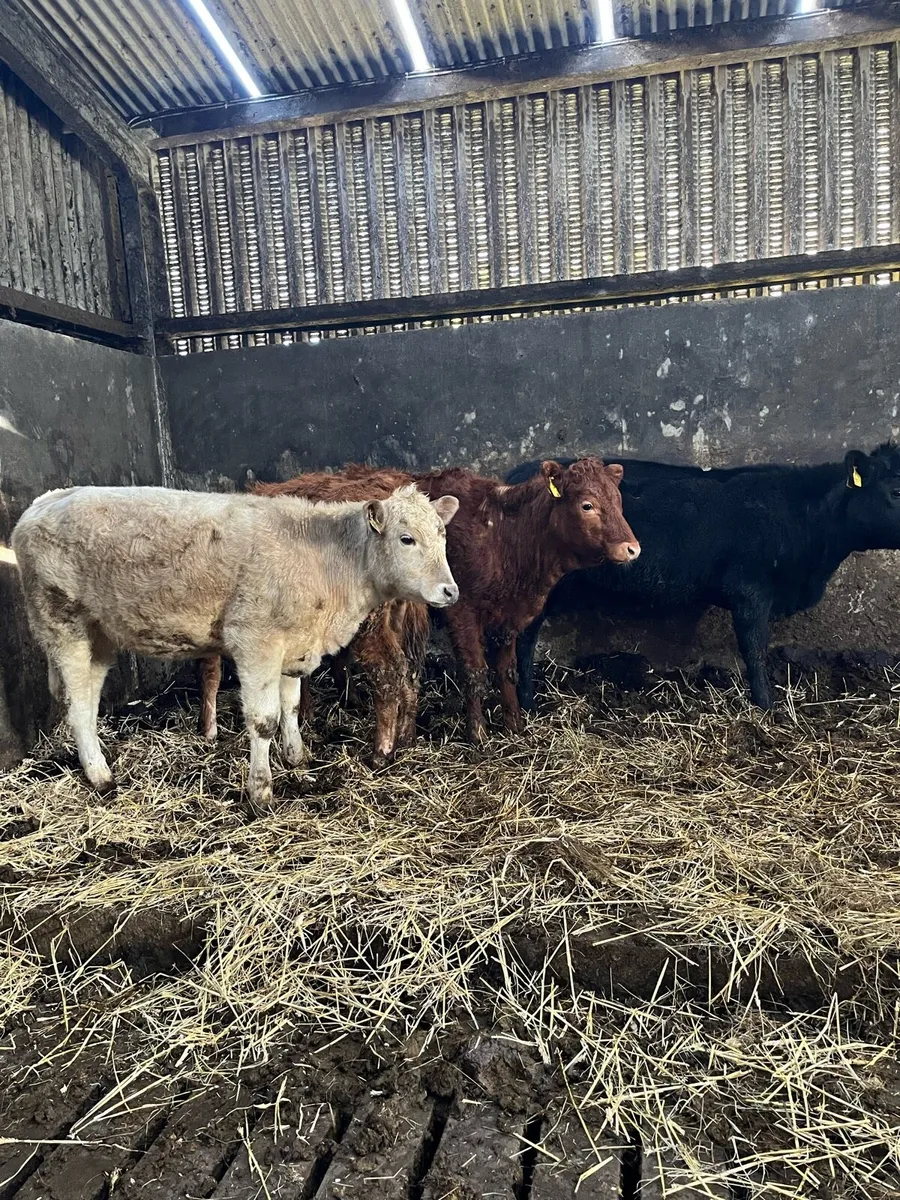 4 organic heifer weanlings - Image 1
