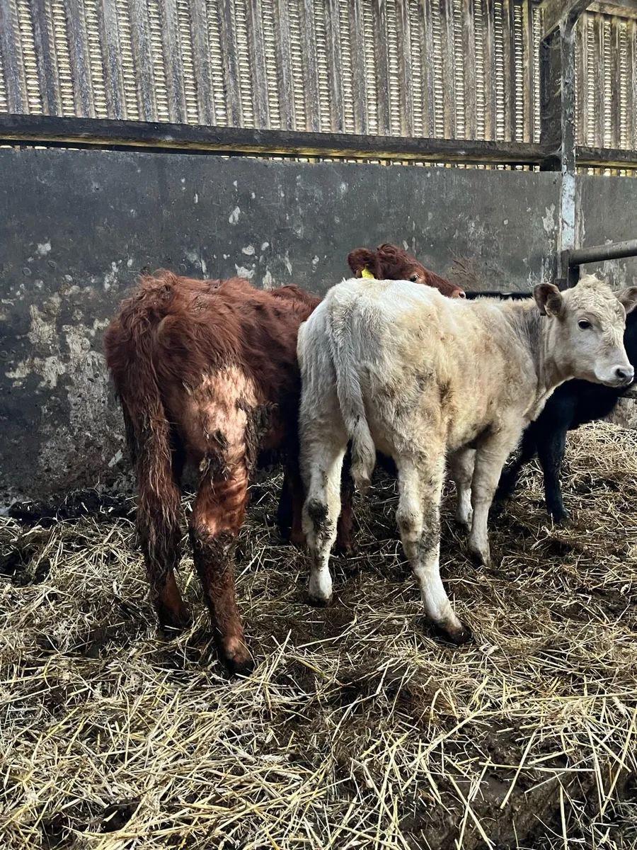 4 organic heifer weanlings - Image 4