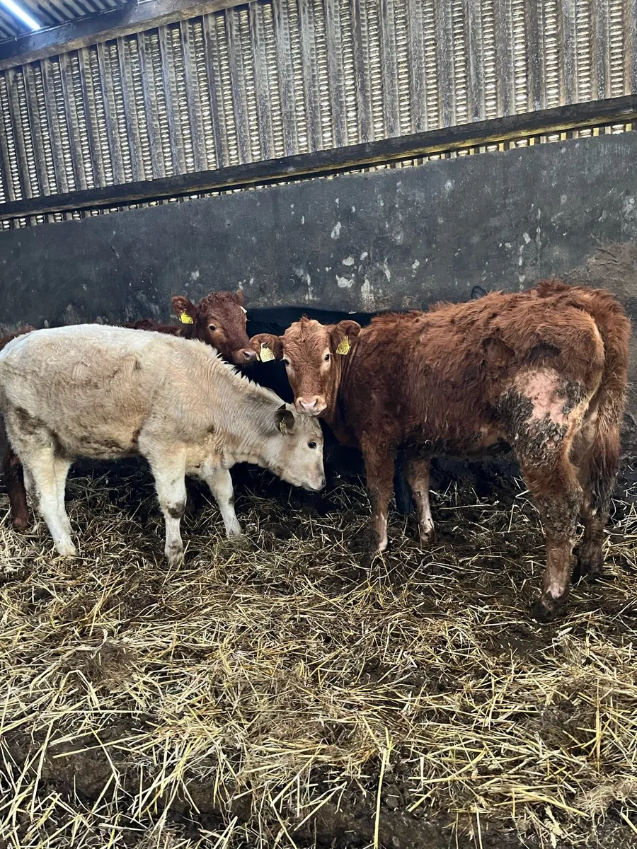 4 organic heifer weanlings - Image 2