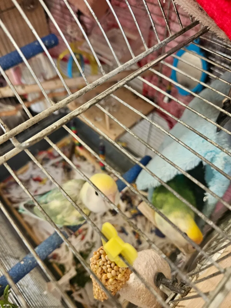 Lovebirds  with large cage and stand price not neg - Image 1