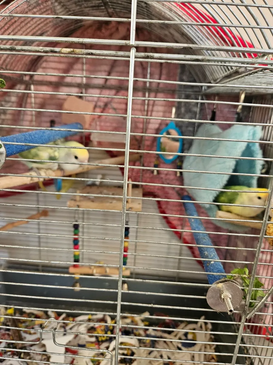 Lovebirds  with large cage and stand price not neg - Image 2