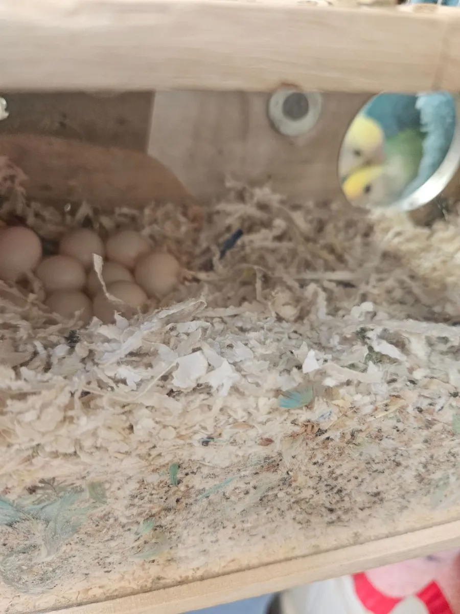 Lovebirds  with large cage and stand price not neg - Image 3