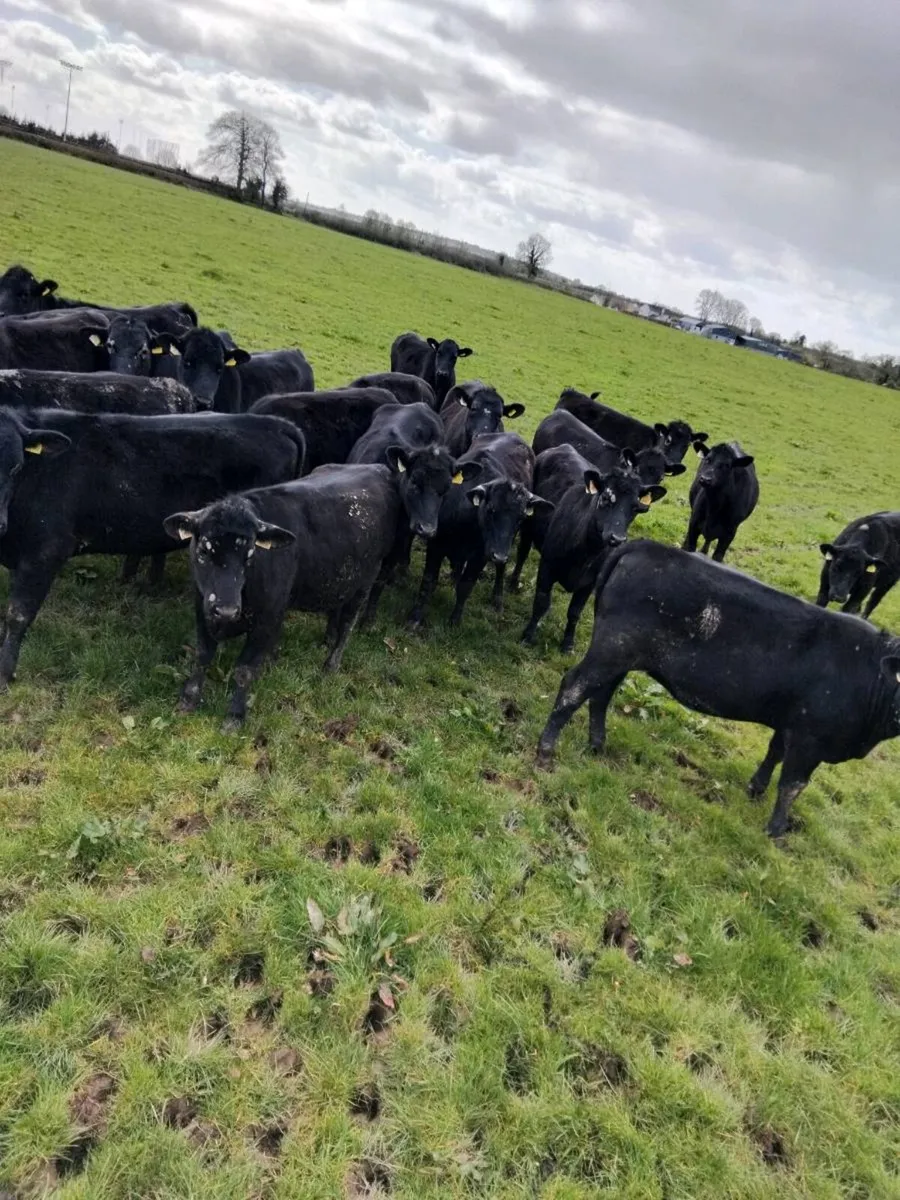 AA yearlings heifers and bullocks - Image 1