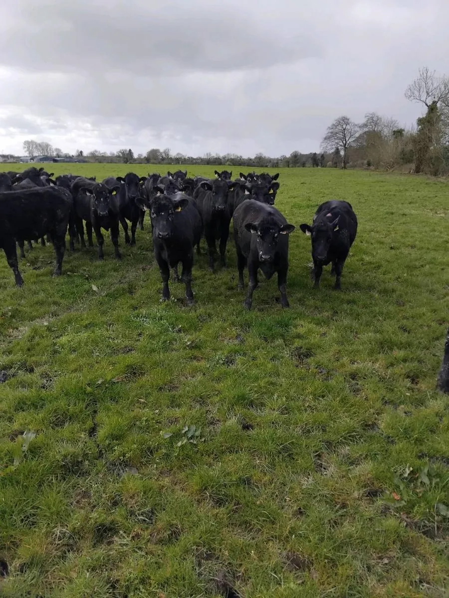 AA yearlings heifers and bullocks - Image 2