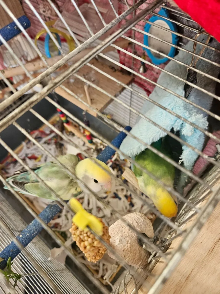 Lovebirds  with large cage and stand price not neg - Image 4