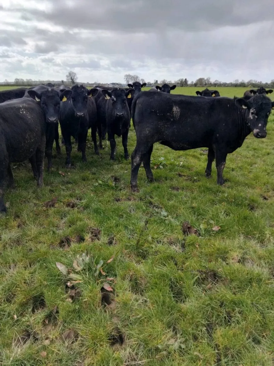 AA yearlings heifers and bullocks - Image 3
