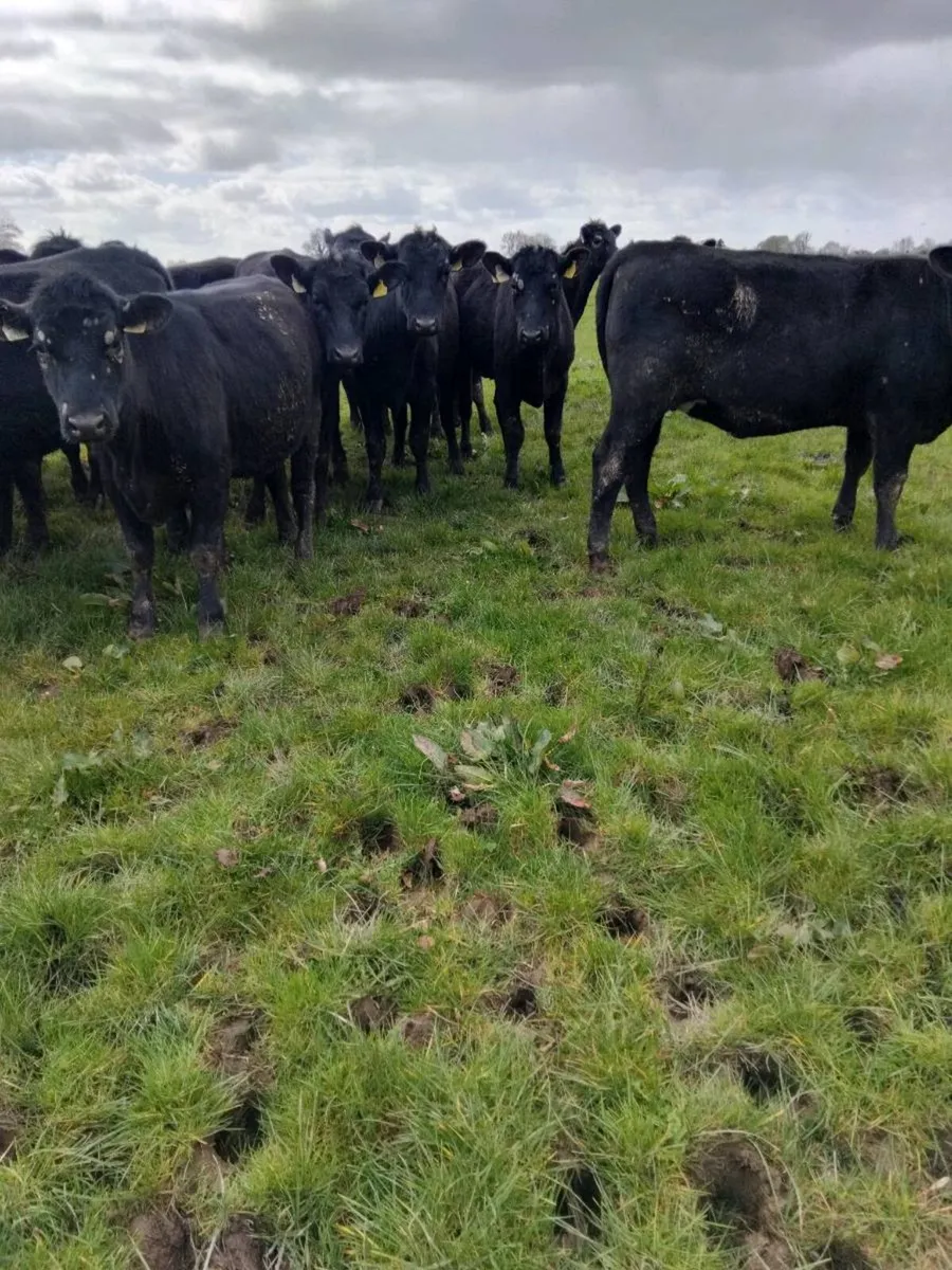 AA yearlings heifers and bullocks - Image 4