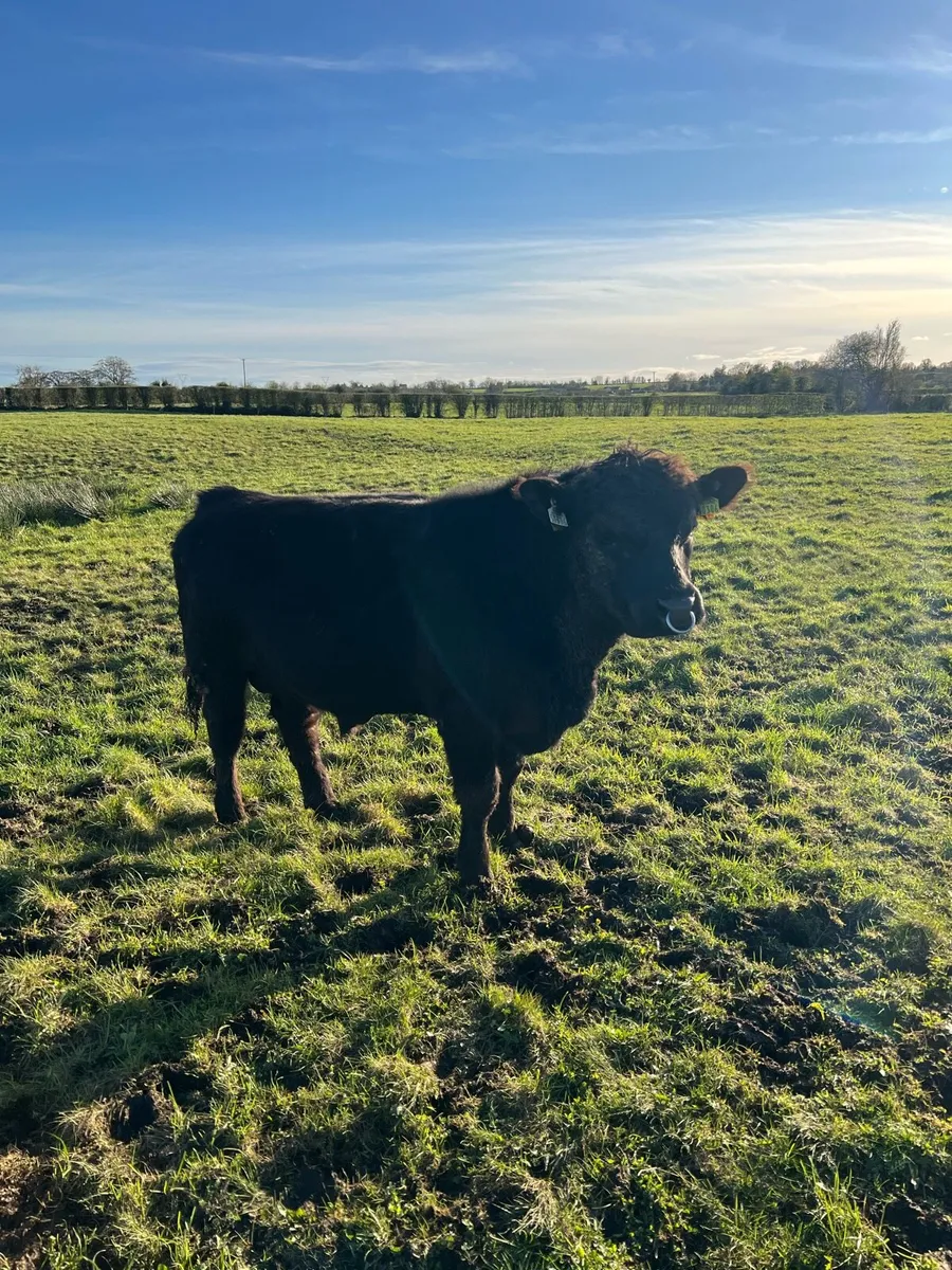 Top Class Pbr Angus Bull ( Brideswell Bred) - Image 1