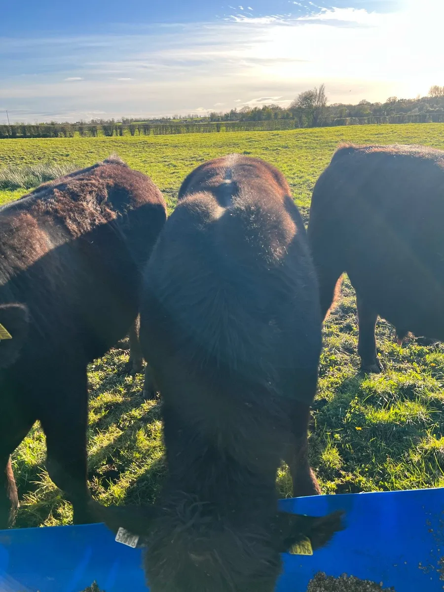Top Class Pbr Angus Bull ( Brideswell Bred) - Image 3