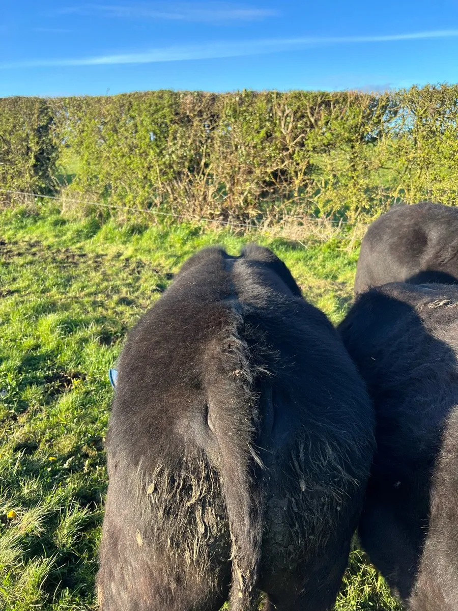 Top Class Pbr Angus Bull ( Brideswell Bred) - Image 4