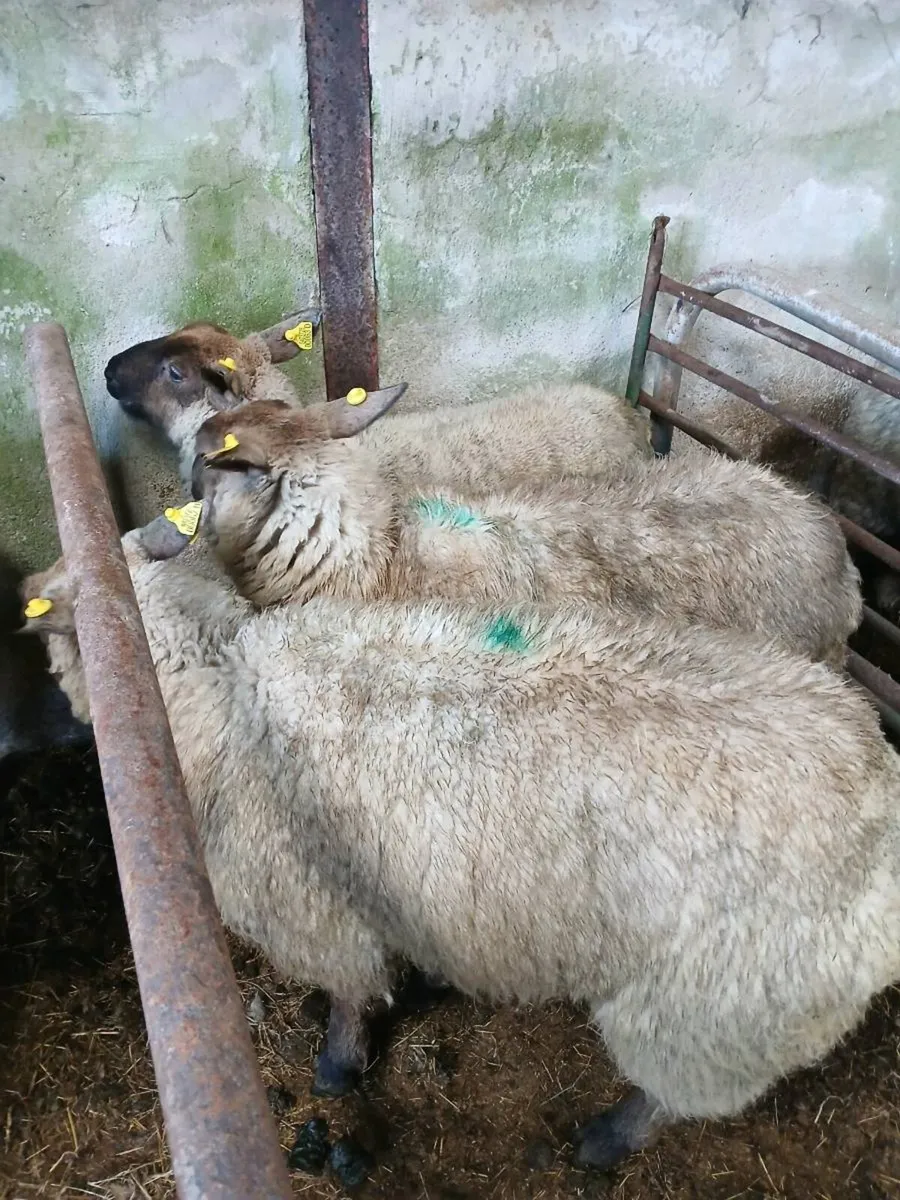 Suffolk x hoggets - Image 1