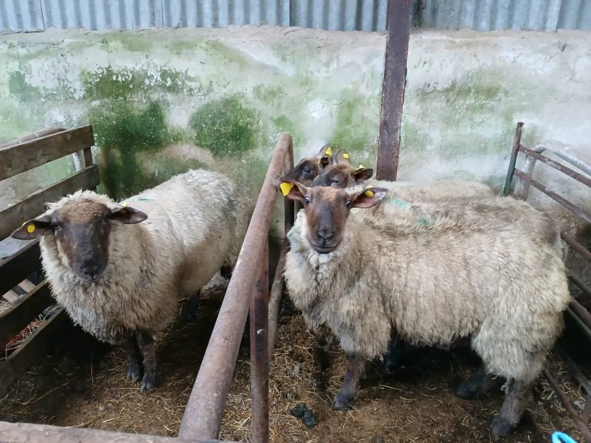 Suffolk x hoggets - Image 4