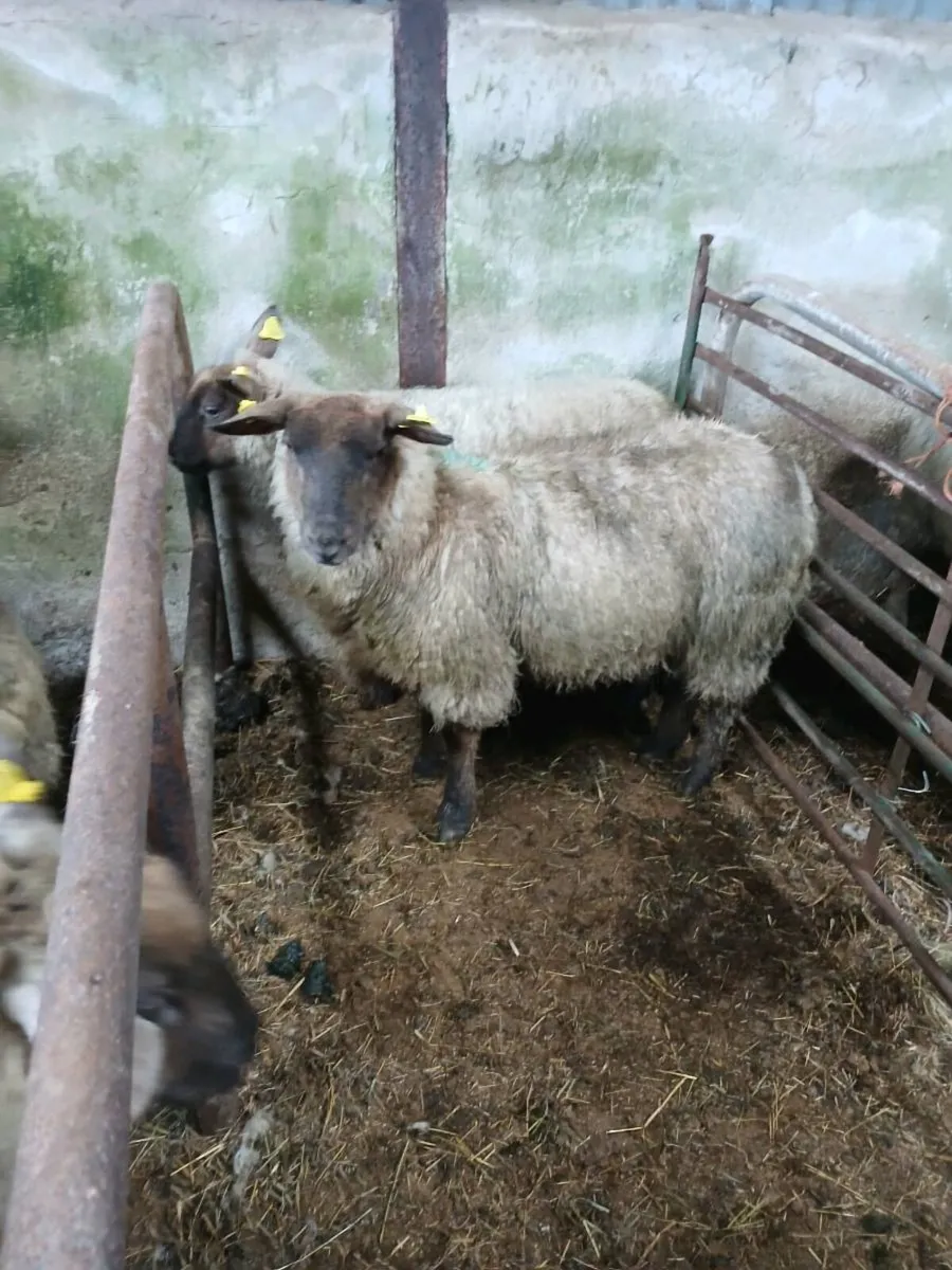 Suffolk x hoggets - Image 2