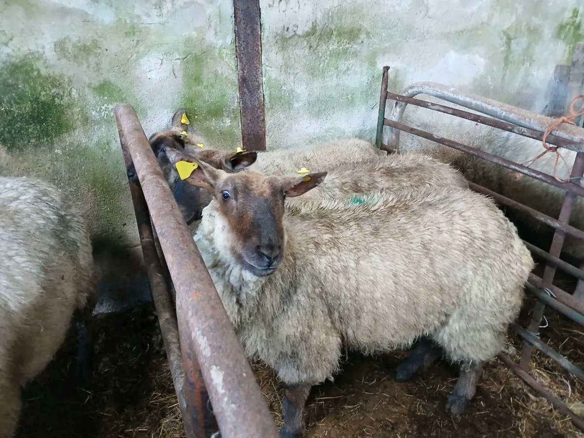 Suffolk x hoggets - Image 3