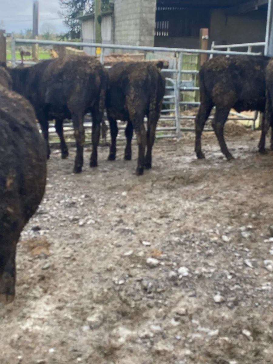 Angus bullolks for sale - Image 4