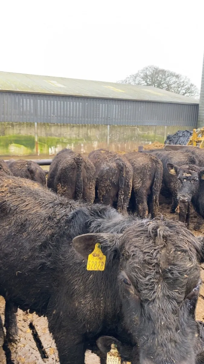 Angus bullolks for sale - Image 1