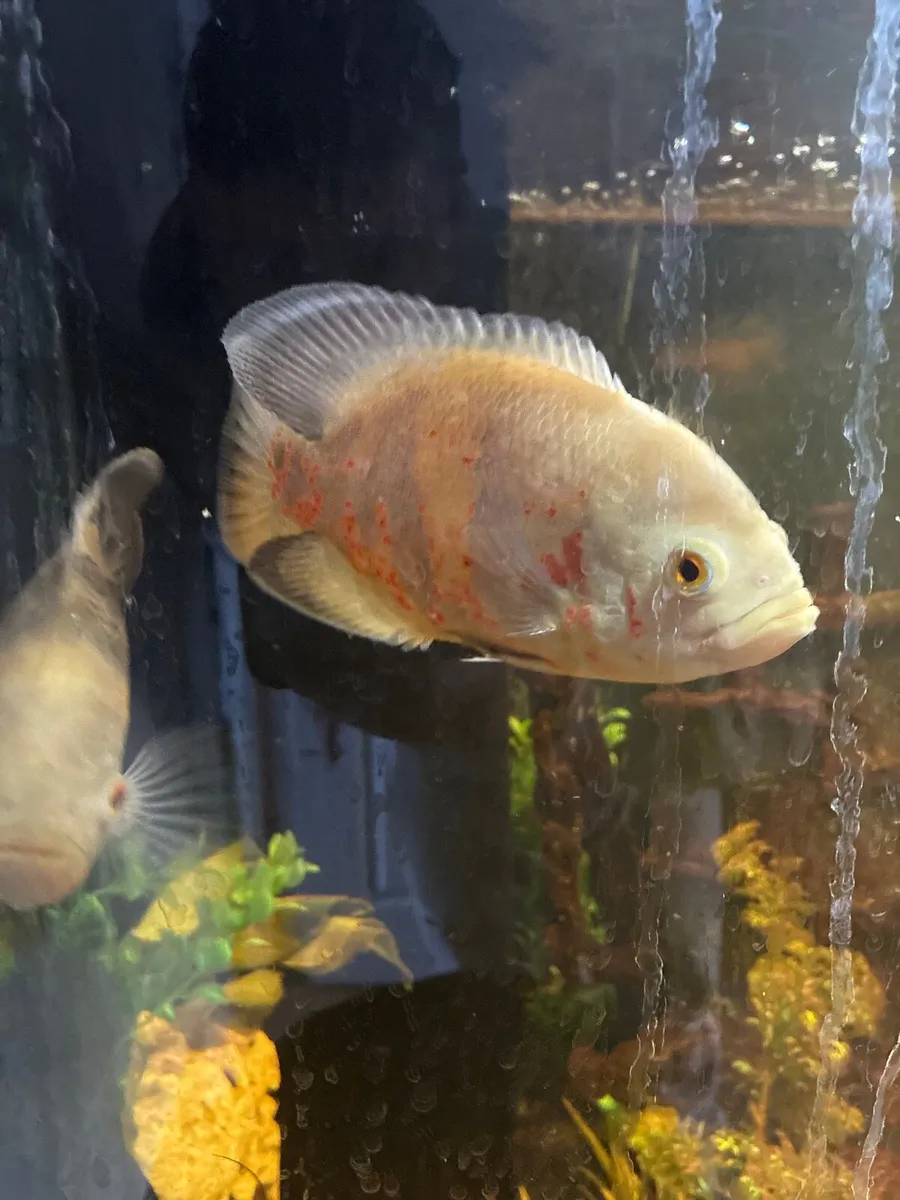 Oscar fish - Image 3