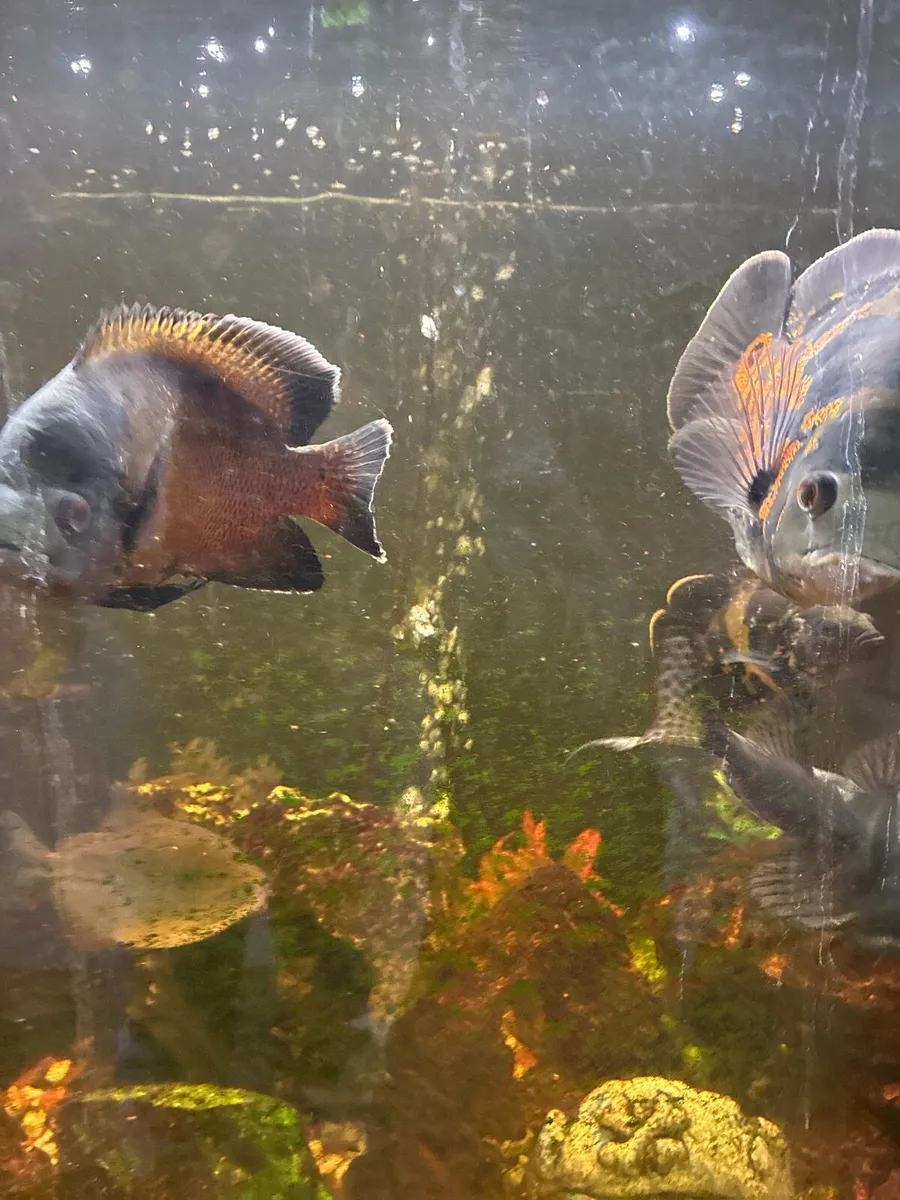 Oscar fish - Image 4