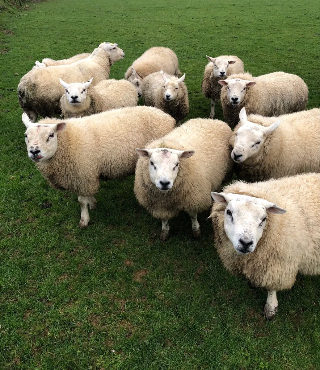 Pedigree Texel Rams and Ewes - Image 1