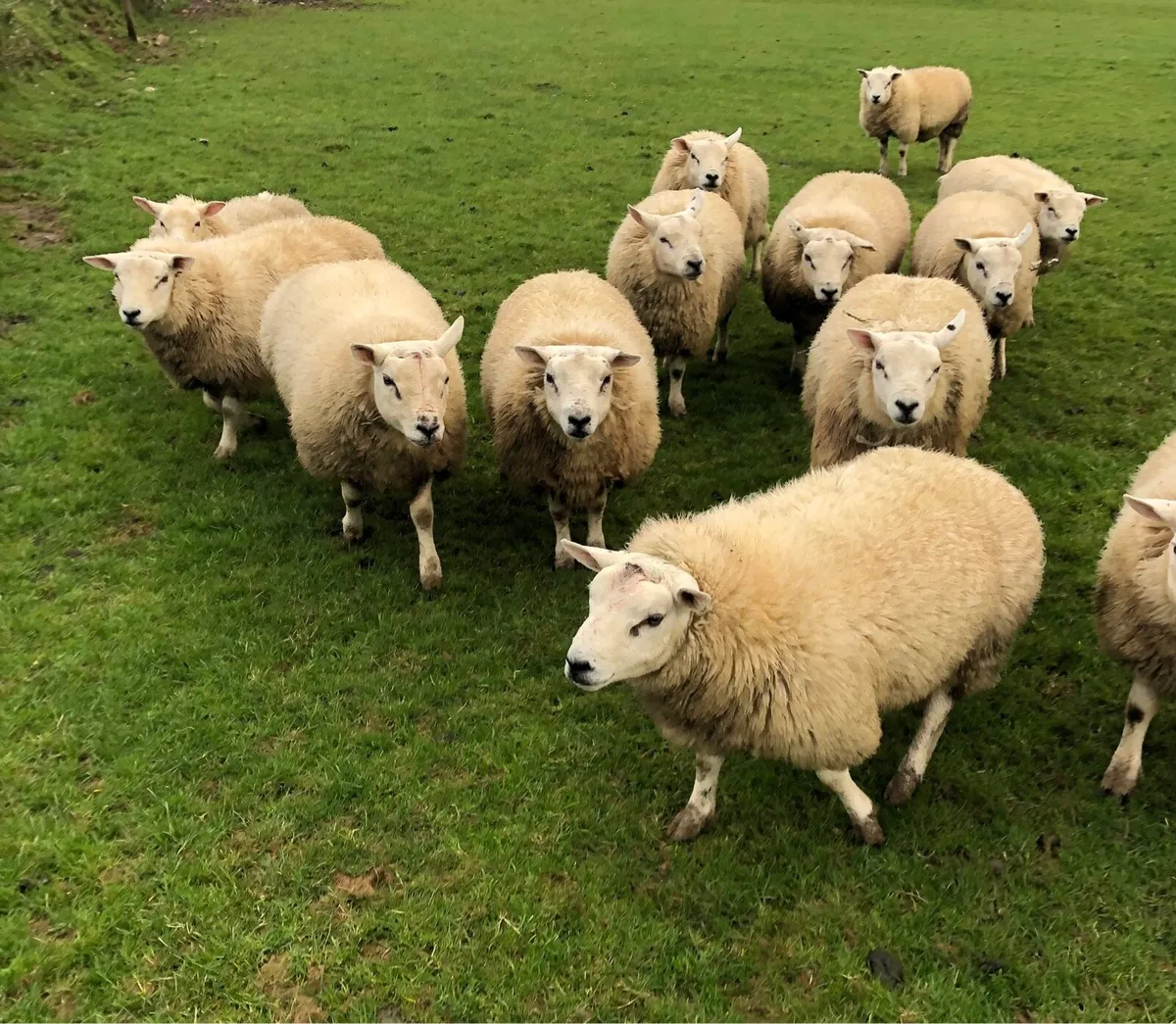 Pedigree Texel Rams and Ewes - Image 2