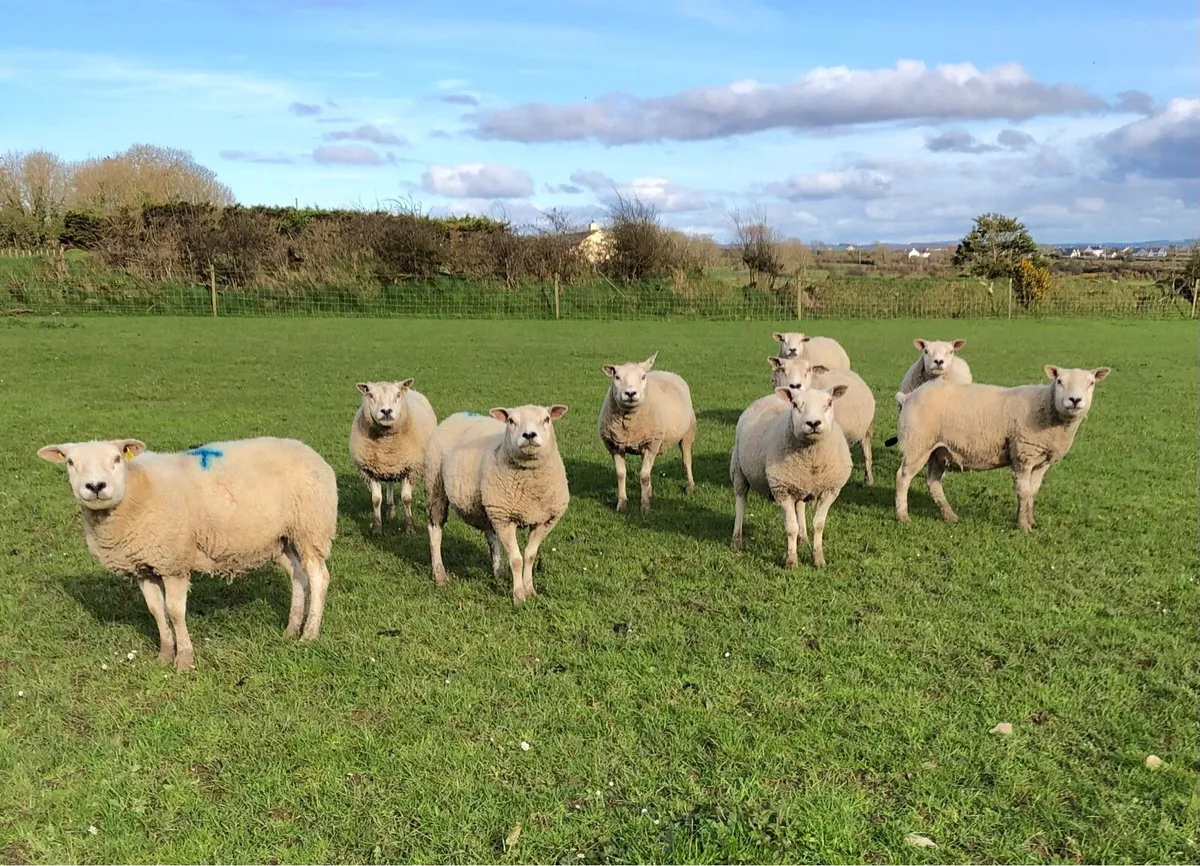 Pedigree Texel Rams and Ewes - Image 3