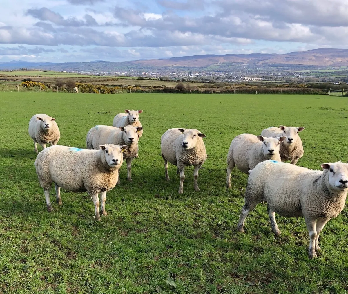 Pedigree Texel Rams and Ewes - Image 4