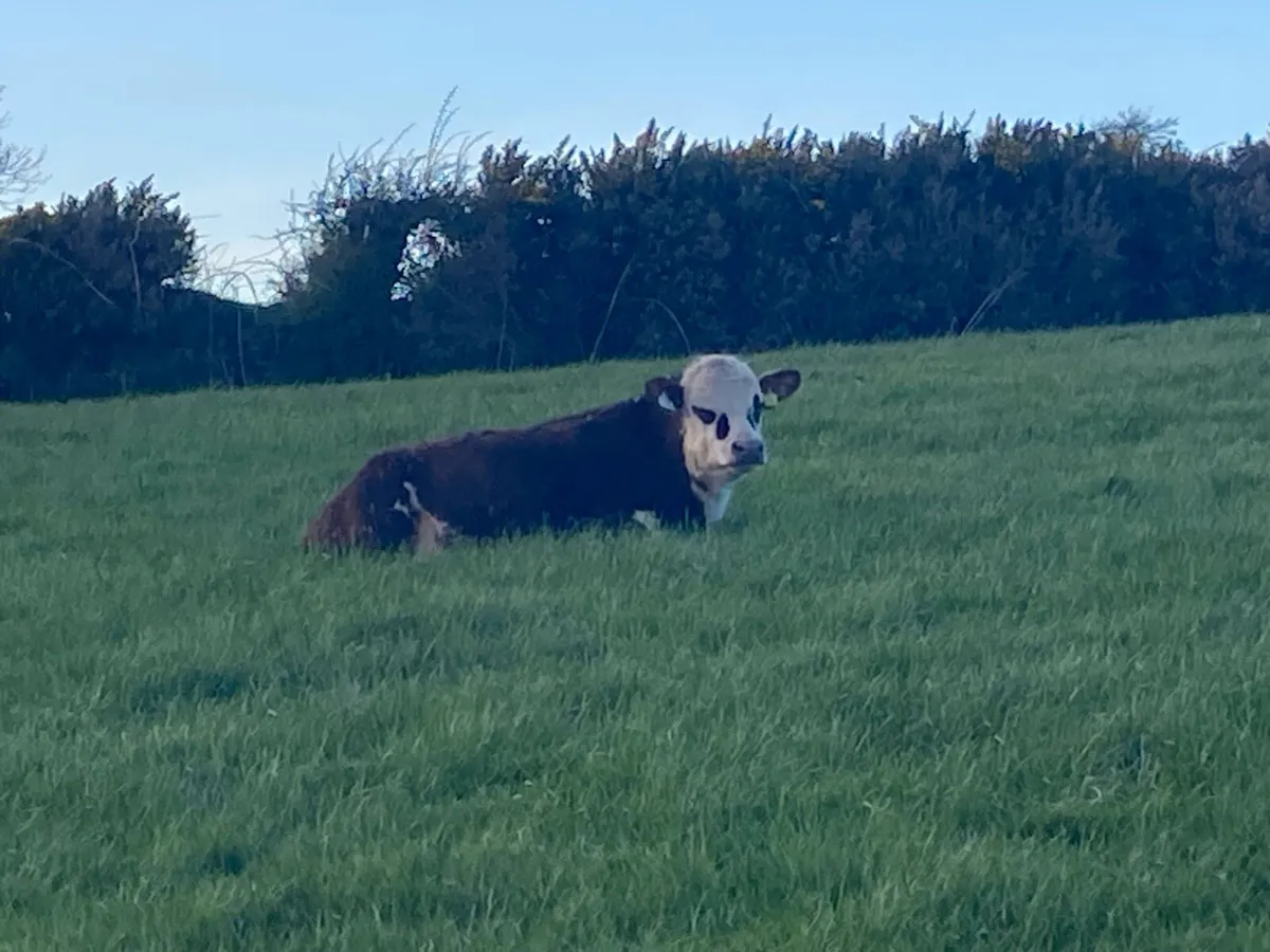 Hereford Yearling Bullocks - Image 3