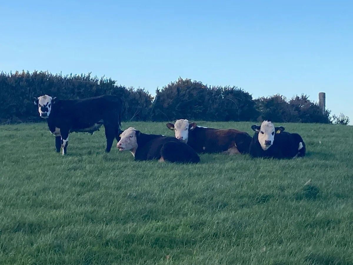 Hereford Yearling Bullocks - Image 2