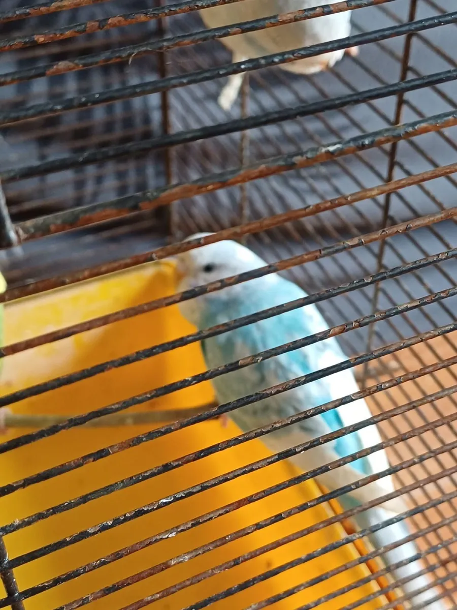 Adorable Budgies - Image 2