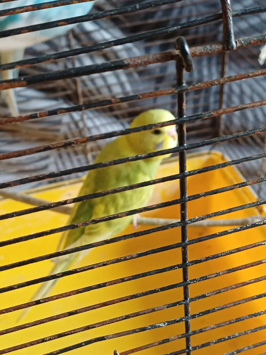 Adorable Budgies - Image 3