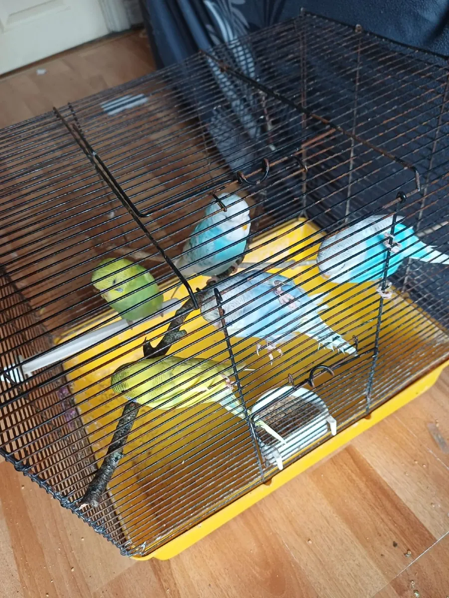 Adorable Budgies - Image 1