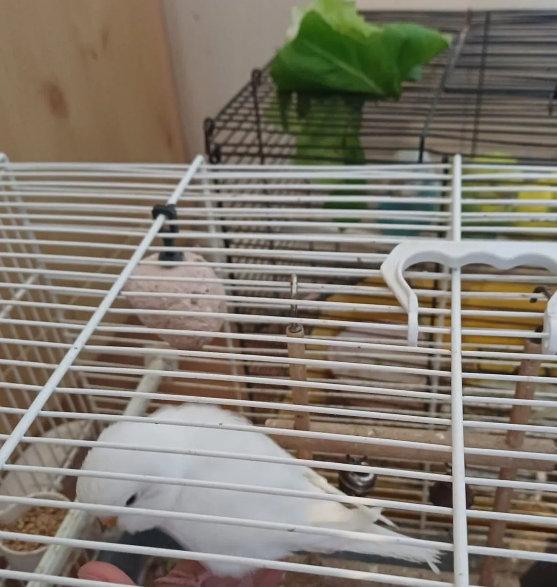 Adorable Budgies - Image 4