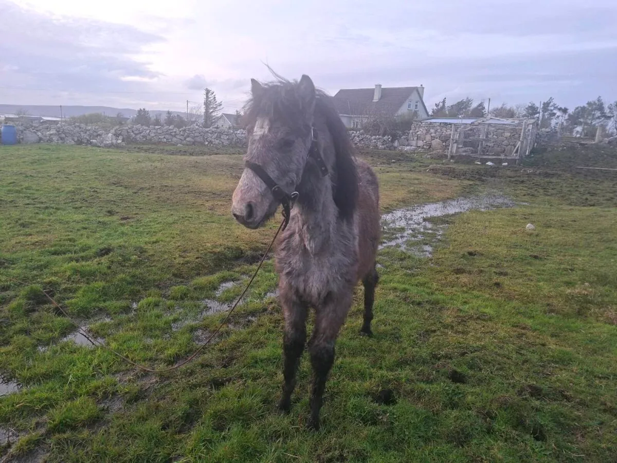 Connemara Filly - Image 1