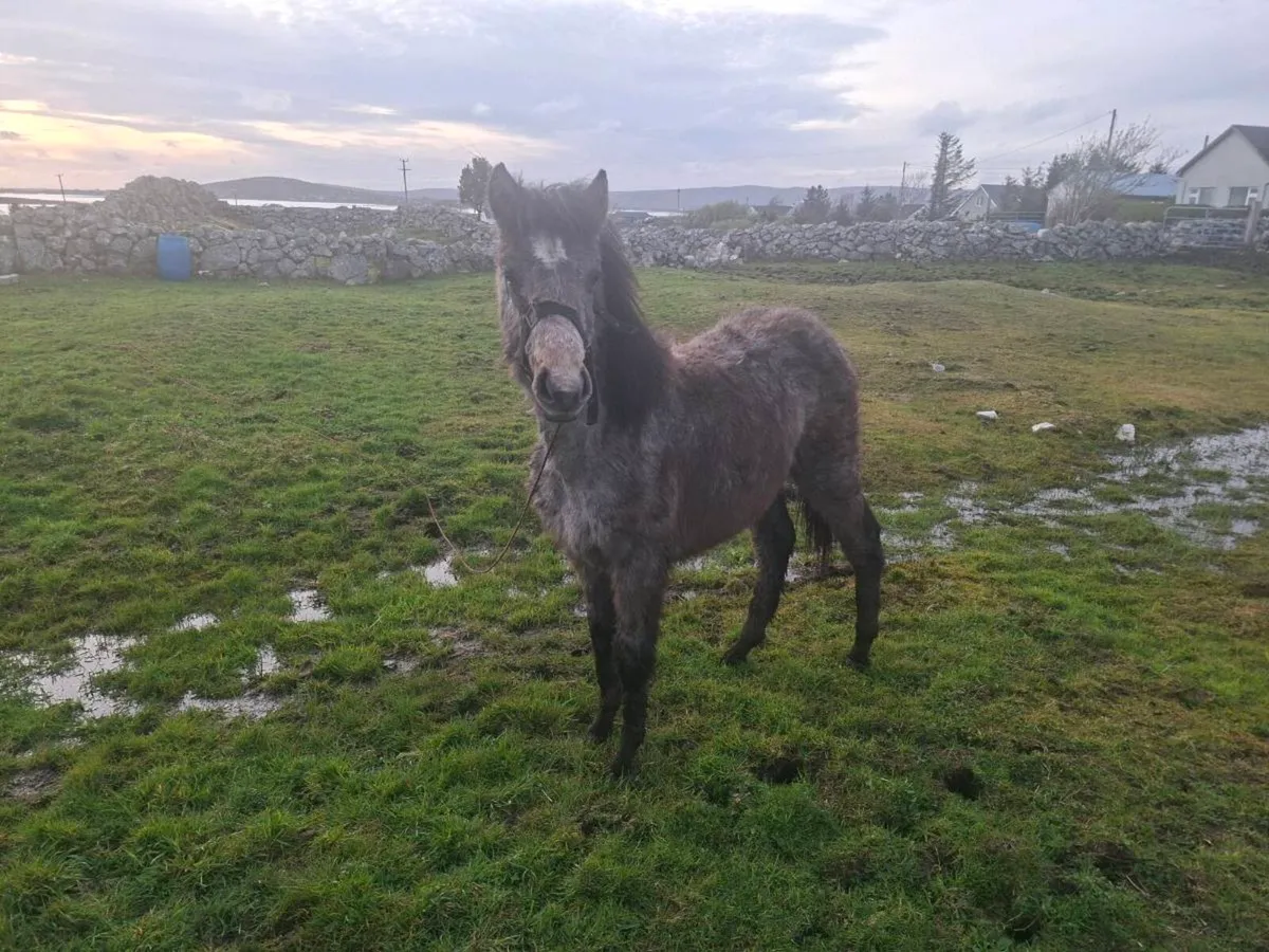 Connemara Filly - Image 2