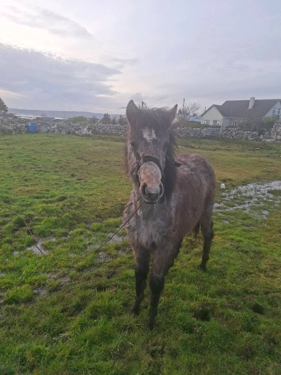 Connemara Filly - Image 3