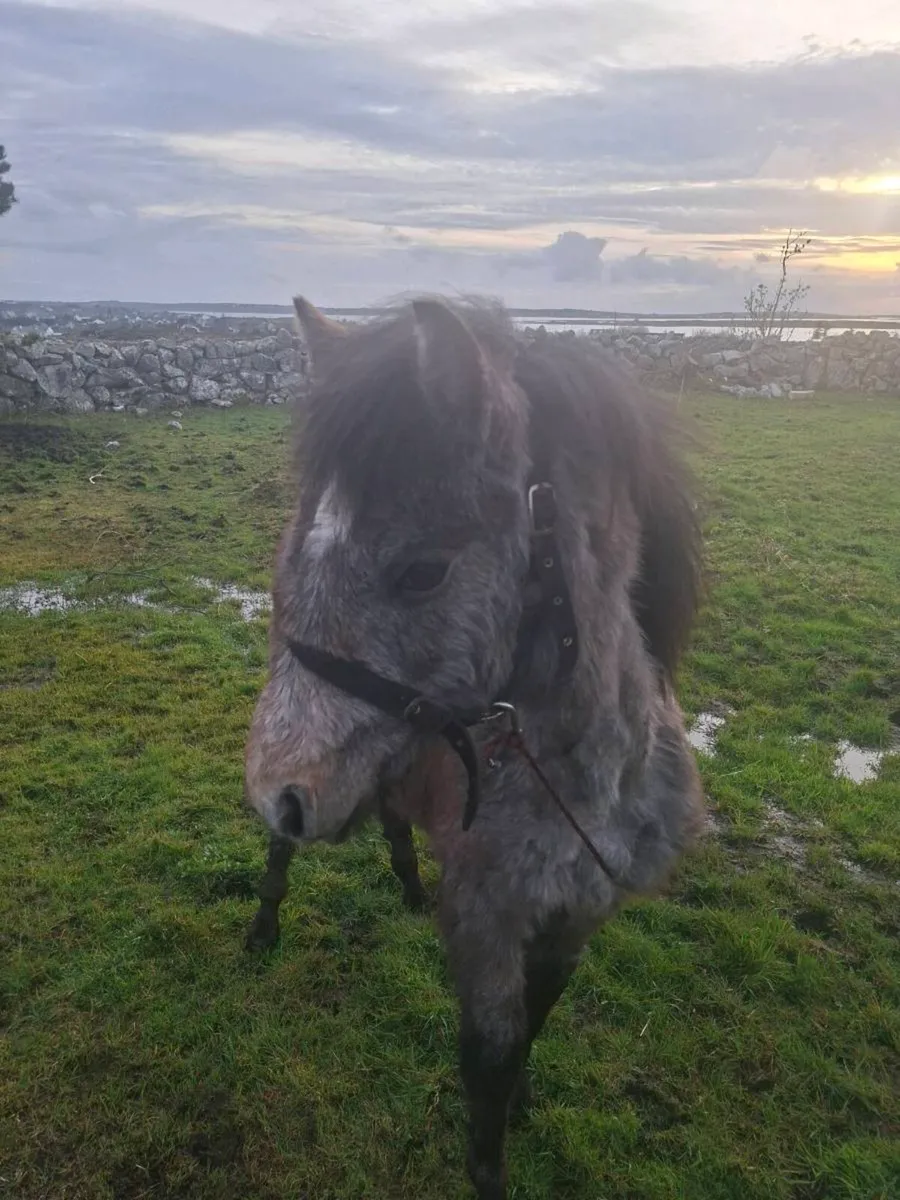 Connemara Filly - Image 4